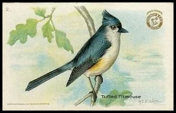 2 Tufted Titmouse